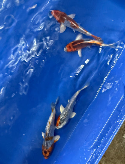 2-Pack Kujaku Koi 4-5" Live Fish Freshwater Pond Aquarium Ornamental Carp