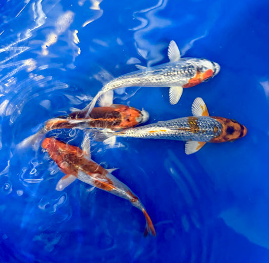 2-Pack Kujaku Koi 4-5" Live Fish Freshwater Pond Aquarium Ornamental Carp