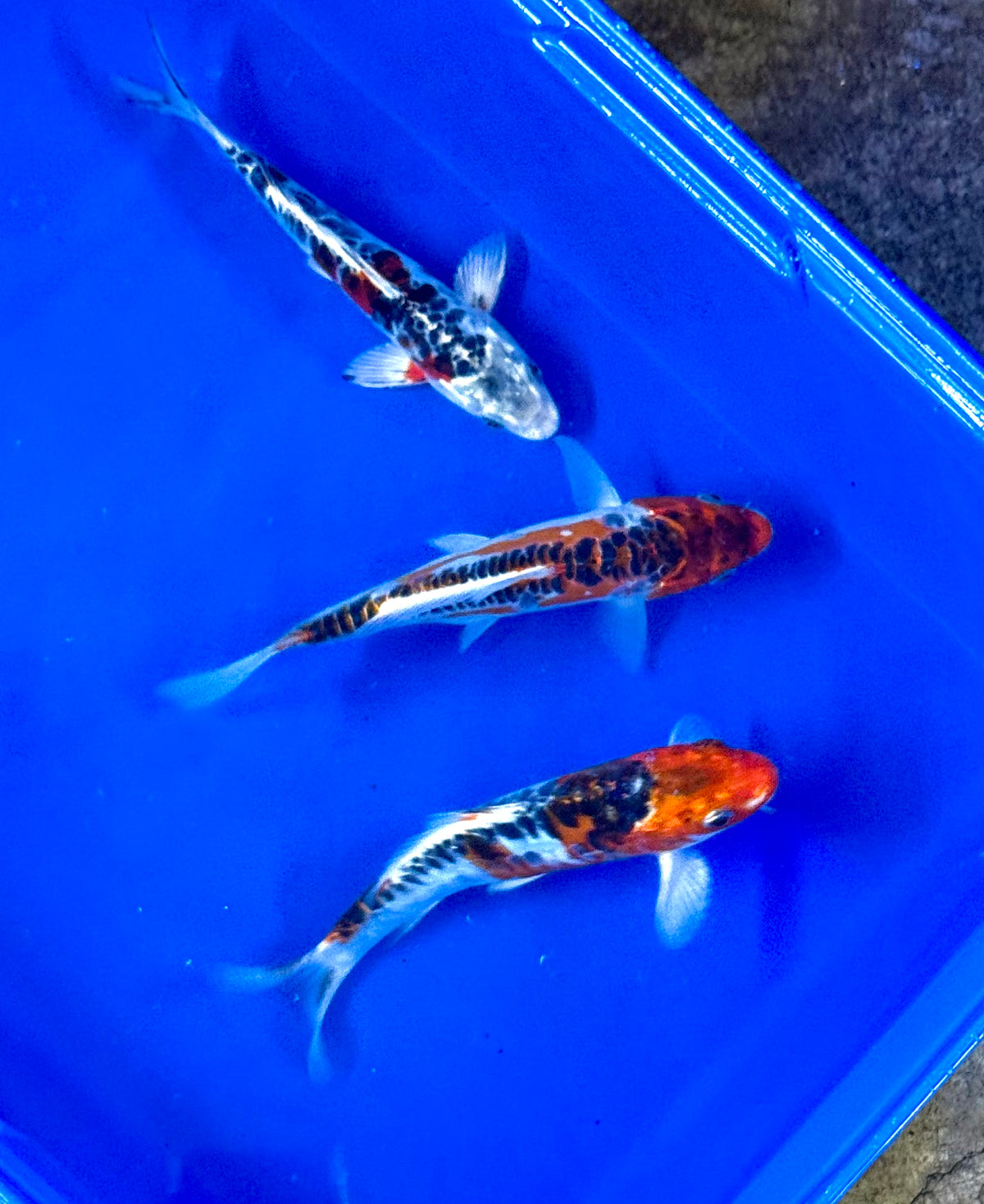 Hi Shusui Koi 6-7" Live Fish Freshwater Pond Aquarium Ornamental Nishikigoi
