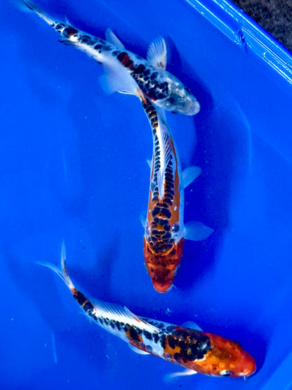 Hi Shusui Koi 6-7" Live Fish Freshwater Pond Aquarium Ornamental Nishikigoi