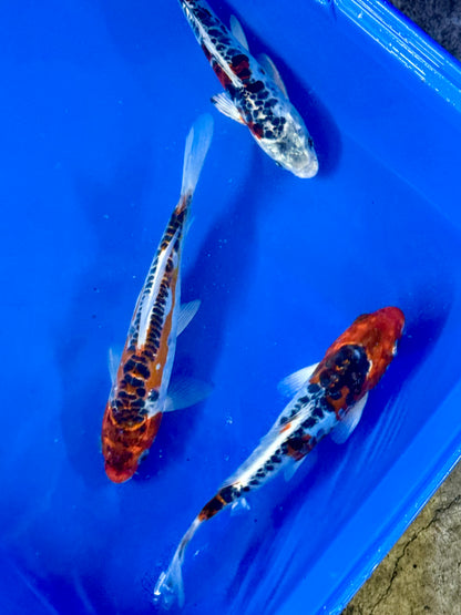 Hi Shusui Koi 6-7" Live Fish Freshwater Pond Aquarium Ornamental Nishikigoi