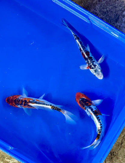 Hi Shusui Koi 6-7" Live Fish Freshwater Pond Aquarium Ornamental Nishikigoi
