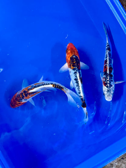 Hi Shusui Koi 6-7" Live Fish Freshwater Pond Aquarium Ornamental Nishikigoi