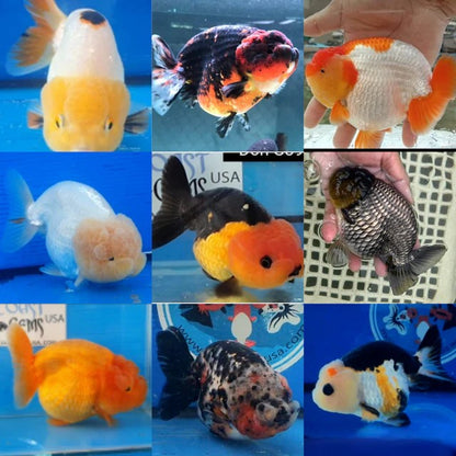 Ranchu Goldfish Live Fish Freshwater Aquarium 2.5-3 Inch Fancy
