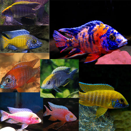 5-Pack Assorted Peacock African Cichlid 2" Live Fish Colorful Freshwater