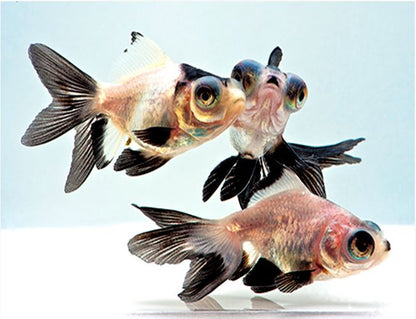 3-Pack Panda Butterfly Telescope Moor Goldfish 1.5-2" Live Fish