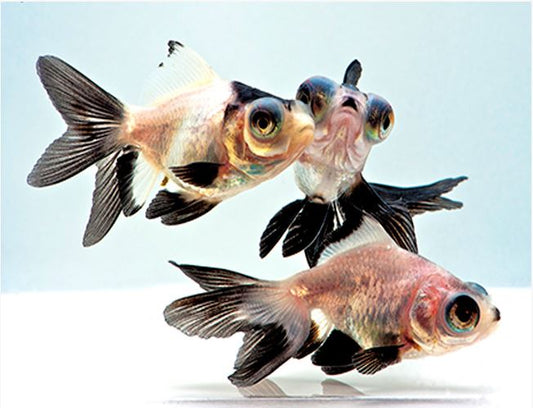 3-Pack Panda Butterfly Telescope Moor Goldfish 1.5-2" Live Fish