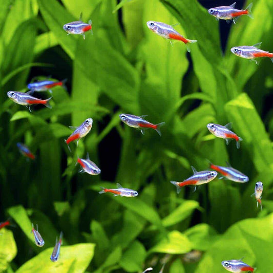 5-Pack Neon Tetra Live Fish – Bright Schooling Freshwater Fish for Aquariums
