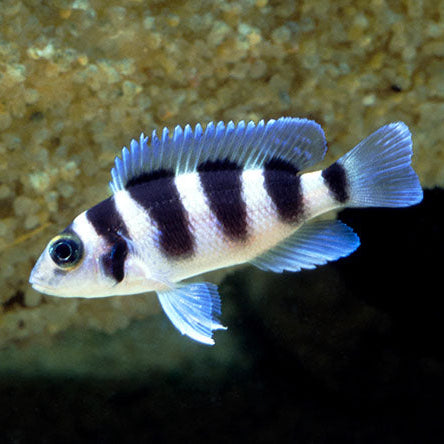 Neolamprologus Tetrocephalus African Cichlid Live Fish 1-1.5 Inch