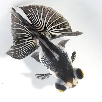 3-Pack Panda Butterfly Telescope Moor Goldfish 1.5-2" Live Fish