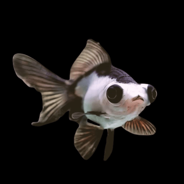 3-Pack Panda Butterfly Telescope Moor Goldfish 1.5-2" Live Fish