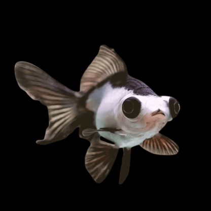 3-Pack Panda Butterfly Telescope Moor Goldfish 1.5-2" Live Fish