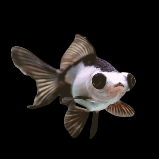 3-Pack Panda Butterfly Telescope Moor Goldfish 1.5-2" Live Fish