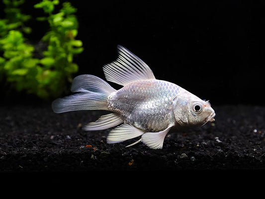 Platinum Longfin Short Body Koi Live Freshwater Pond Fish 3-3.5" Premium