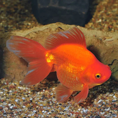4-Pack Red Oranda Goldfish 1.5-2" Live Fish Freshwater Aquarium