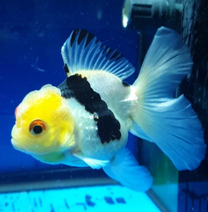 Panda Oranda Premium Goldfish Live Fish 3.5-4 Inch Fancy Black White