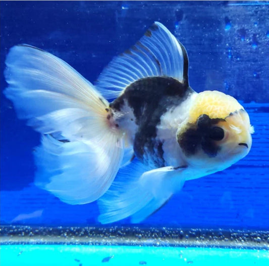 Panda Oranda Premium Goldfish Live Fish 3.5-4 Inch Fancy Black White
