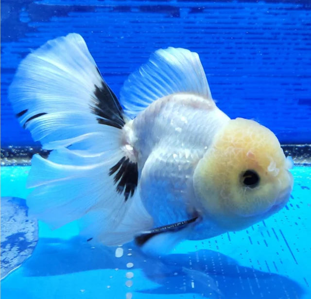 Panda Oranda Premium Goldfish Live Fish 3.5-4 Inch Fancy Black White