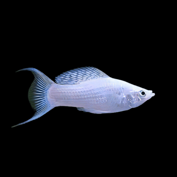 5-Pack Silver Lyretail Molly Live Fish Freshwater Peaceful Community Aquarium