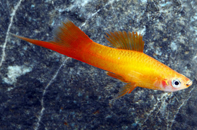 5-Pack Swordtail Marigold Live Fish Freshwater Community Aquarium