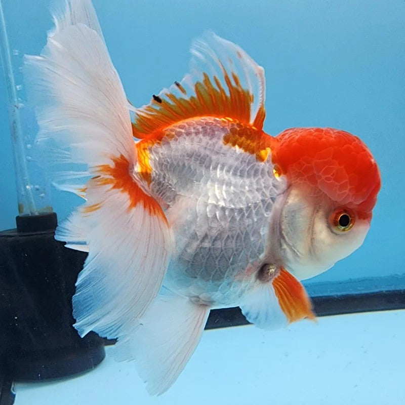 Red and White Oranda Goldfish Live Fish Freshwater Aquarium 2.5-3.5"