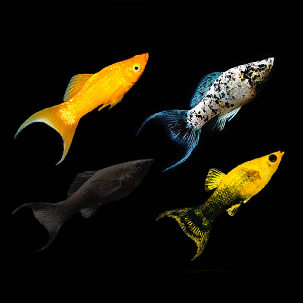 5-Pack Assorted Lyretail Molly Live Fish Freshwater Community Aquarium
