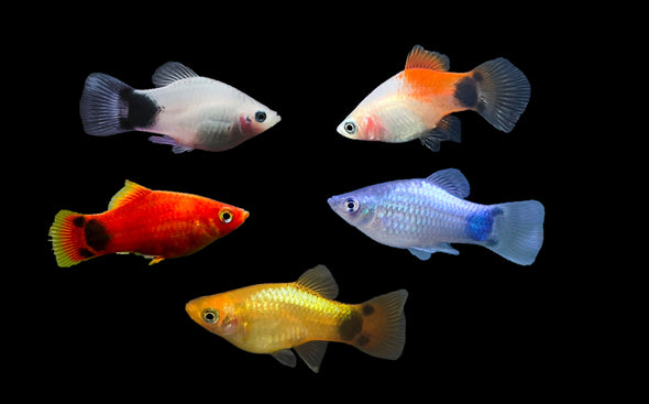 6-Pack Assorted Mickey Mouse Platy Live Fish Freshwater Community Aquarium