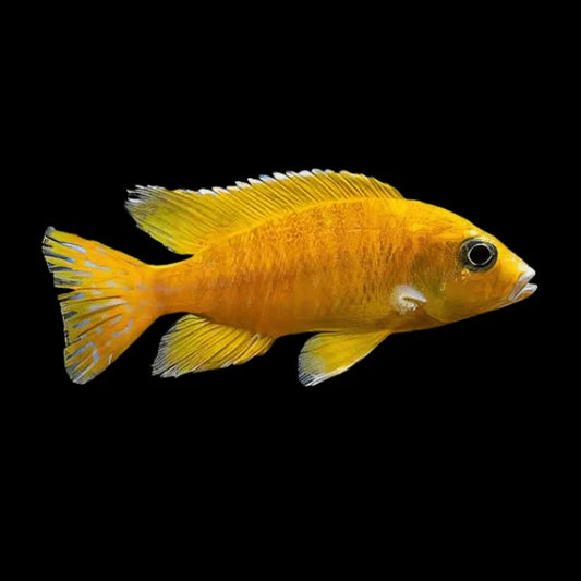 3-Pack Golden Peacock African Cichlid Live Fish 1.75-2.25" Freshwater Aquarium