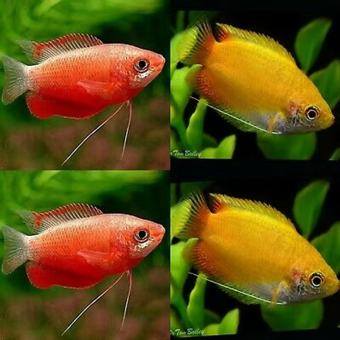4-Pack Assorted Dwarf Gourami Live Fish - Vibrant Freshwater Nano Fish