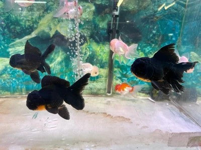 Black Oranda Goldfish Live Fish Freshwater Aquarium 3.5-4"