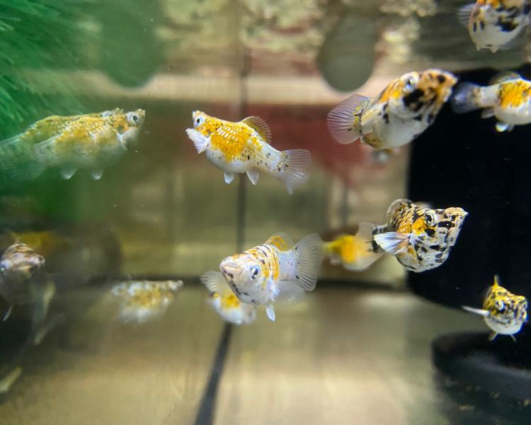 5-Pack Tricolor Balloon Molly Live Fish Freshwater Aquarium Colorful