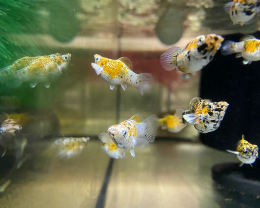 5-Pack Tricolor Balloon Molly Live Fish Freshwater Aquarium Colorful