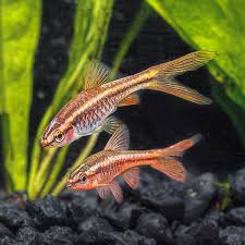 5-Pack Cherry Barb Veiltail Live Fish Freshwater Hardy Peaceful Community Tank