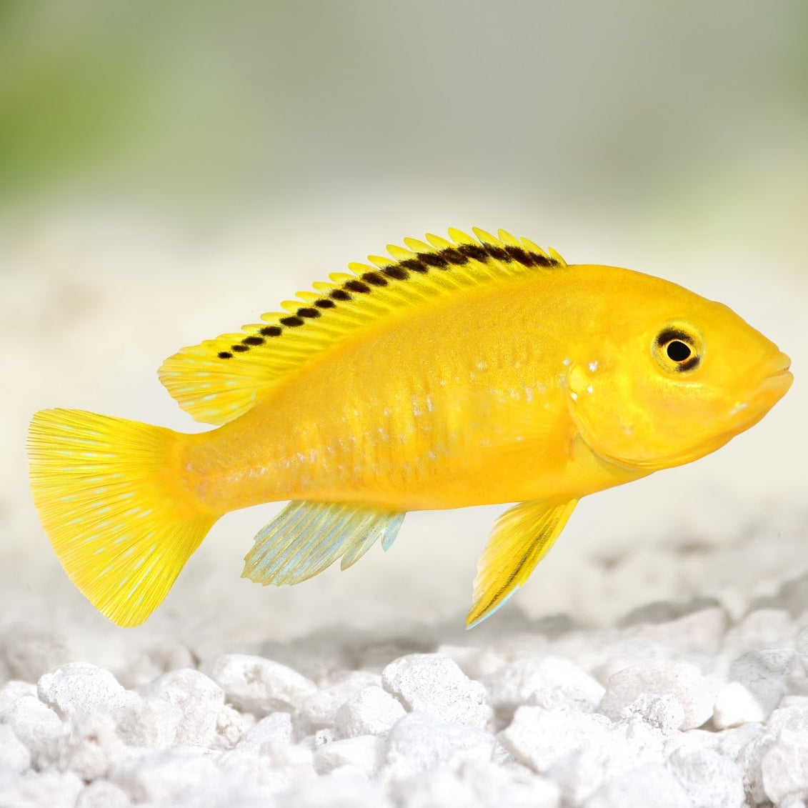 5-Pack Yellow Lab African Cichild Live Fish Freshwater Mbuna Aquarium