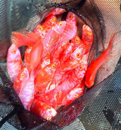 2-Pack Super Red Albino OB Peacock African Cichlid 2.5-3" Live Fish