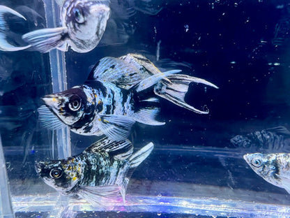 5-Pack Zebra Balloon Molly Live Fish Freshwater Aquarium Striped