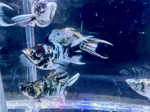 5-Pack Zebra Balloon Molly Live Fish Freshwater Aquarium Striped