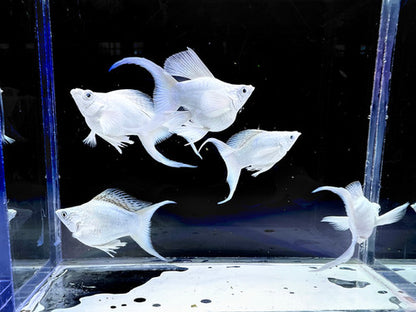 5-Pack Platinum Lyretail Molly Live Freshwater Aquarium Fish Silver
