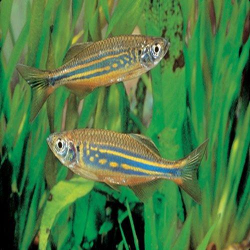 5-Pack Giant Danio Live Fish Freshwater Active Community Aquarium