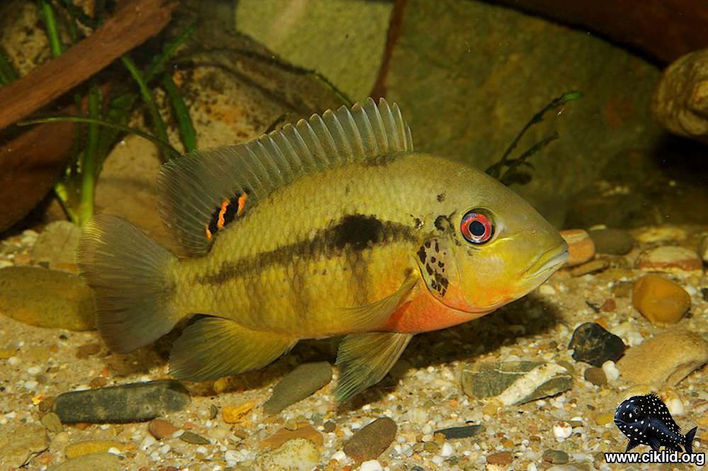 Heterochromis Multidens Congo African Cichlid Live Fish 1.5 Inch Rare