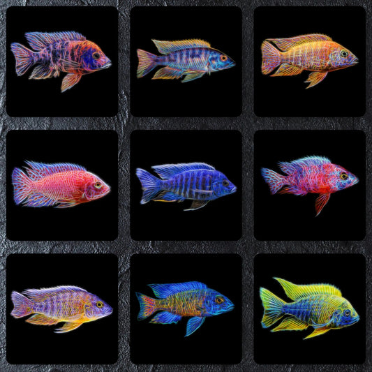 4-Pack African Cichlid Peacock 3-4 Inch Live Fish Freshwater Aquarium