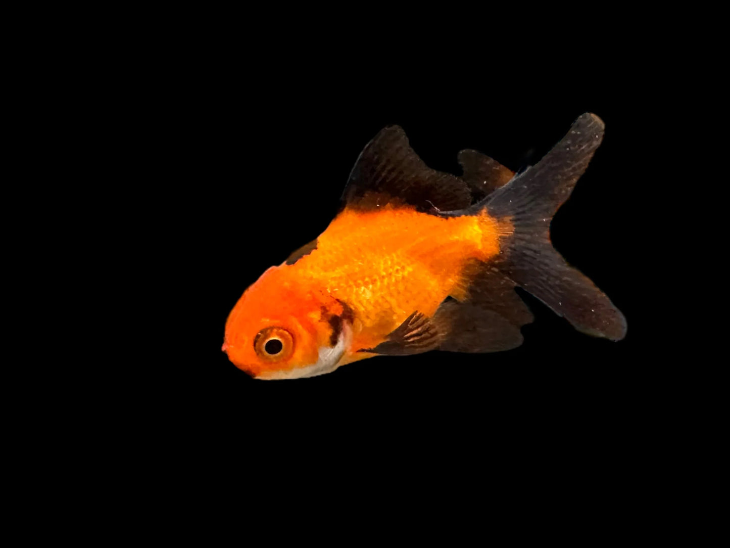 Red Black Oranda Goldfish Live Fish Freshwater Aquarium 2.5-3 Inch