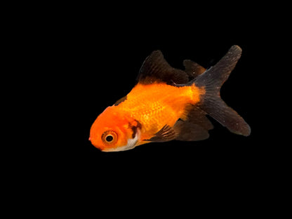 Red Black Oranda Goldfish Live Fish Freshwater Aquarium 2.5-3 Inch