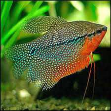 4-Pack Pearl Gourami Live Fish Freshwater Peaceful Community Aquarium