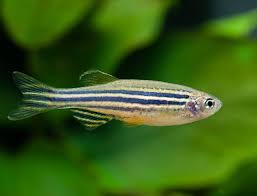 10-Pack Zebra Danio Live Fish Freshwater Active Schooling Tank