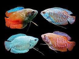 4-Pack Assorted Dwarf Gourami Live Fish - Vibrant Freshwater Nano Fish
