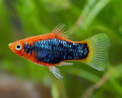 5-Pack Assorted Neon Platy Live Fish Freshwater Peaceful Community