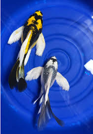 2-Pack Mayan & Panda Butterfly Longfin Koi 4-5" Pond Live Fish