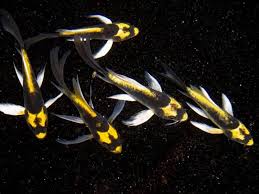 2-Pack Mayan Longfin Butterfly Koi Live Fish Premium Pond 4-5"