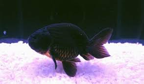 3-Pack Black Ranchu Goldfish 1.5-1.75" Live Fish Fancy Aquarium Freshwater